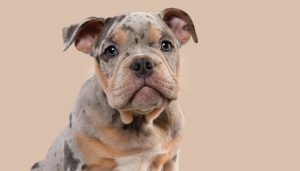 Frenchie losing hair on his ears