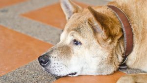 Is SIBO in Dogs Contagious