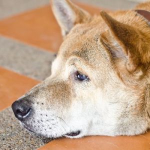 can a bacterial overgrowth cause weight loss in dogs