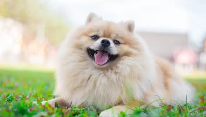 Pomeranian Overweight