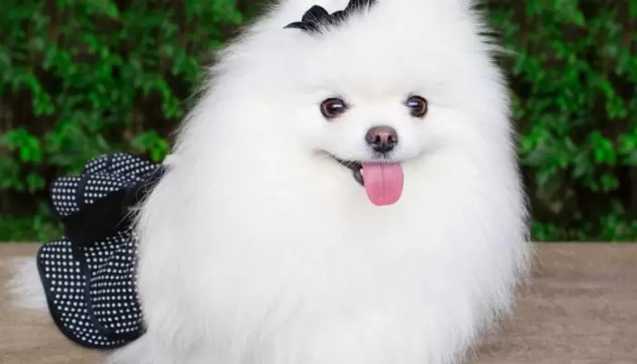 Pomeranians Look Like