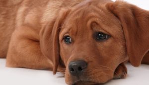 Treating SIBO in Dogs Naturally