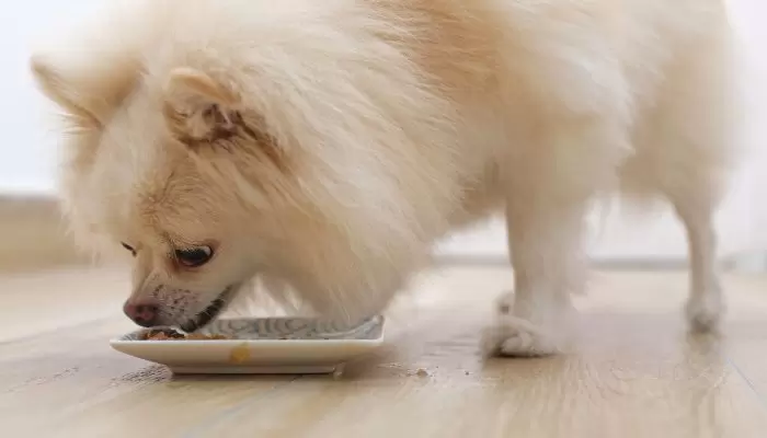 What Pomeranians Like to Eat