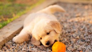 When Do Golden Retriever Puppies Calm Down
