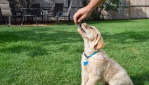 When Do Golden Retriever Puppies Lose Their Baby Teeth