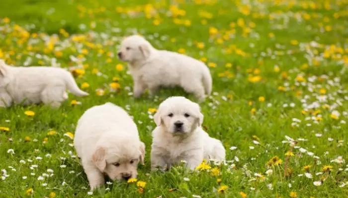 When Do Golden Retriever Puppies Open Their Eyes