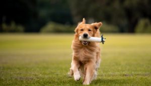 When Do Golden Retriever Puppies Stop Biting