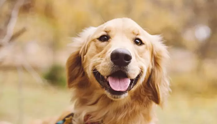 When Do Golden Retriever Puppies Stop Teething