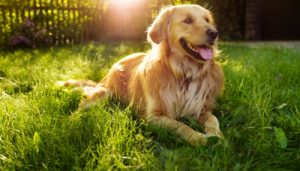 When Do Golden Retrievers Stop Growing