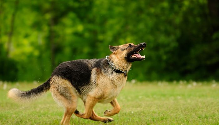 Why Do German Shepherds Bark So Much