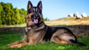 Why Do German Shepherds Howl At the Siren