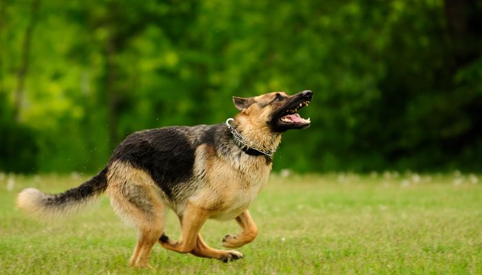 Why Do German Shepherds Look Like Wolves