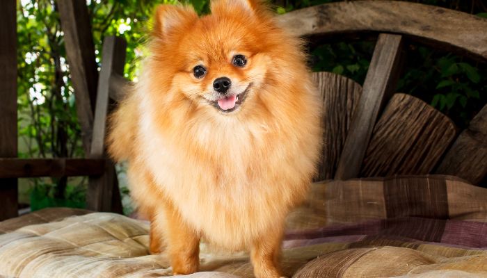 Why Do Pomeranians Spin In Circle