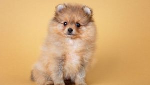 Why Does My Pomeranian Stare at Me