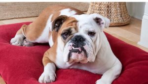 Why is My French Bulldog Losing Hair