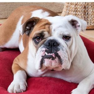 can a bacterial overgrowth cause weight loss in dogs