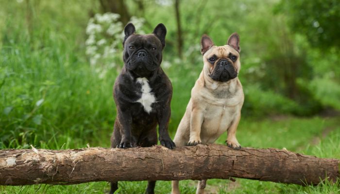 Why Is My French Bulldog Losing Hair On His Face?