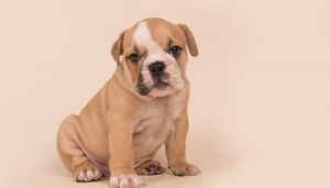 Why is My French Bulldog Losing Hair on His Head