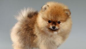 Why is a Pomeranian dog so hyper