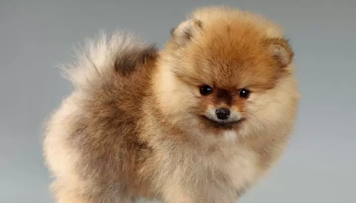 Why is a Pomeranian dog so hyper