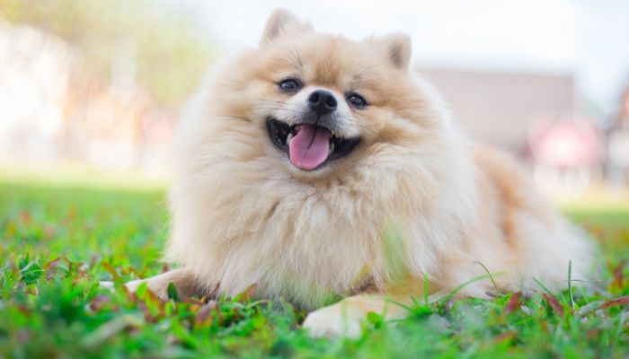 Pomeranians like to do - here is looking and Smiling