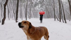 A man is seen petting a large dog on the head.