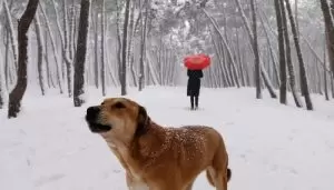 A man is seen petting a large dog on the head.