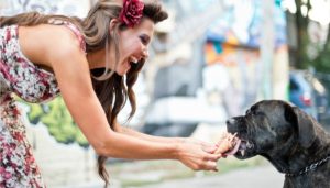 Can Dogs Eat Vanilla Ice Cream