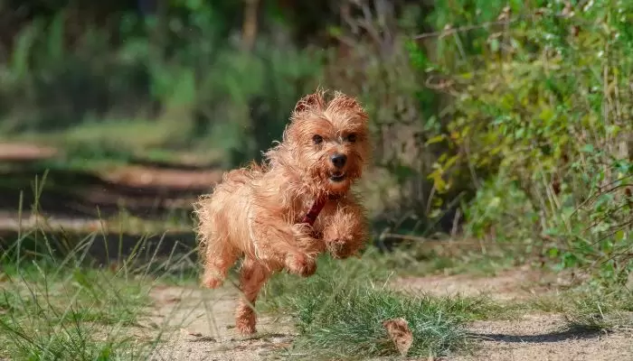 Can Yorkshire Terriers Jump