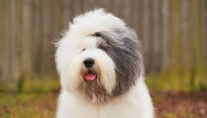 English Sheepdog relaxing