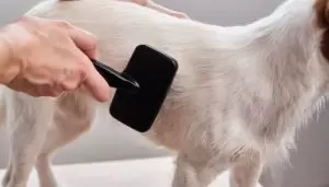 FURminator Grooming Brush for Frensh Bulldog