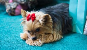 How Much Do Yorkshire Terriers Shed