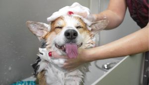 How to wash a Dogo Argentino