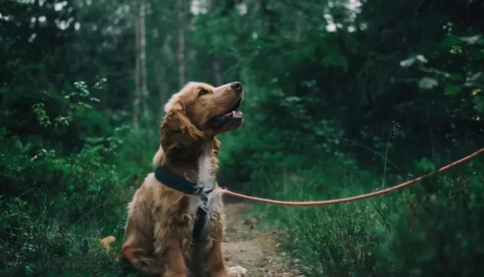 Scrambled Eggs Good for Dogs with Diarrhea