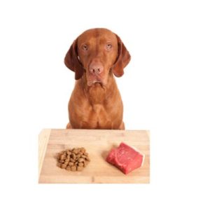 Should Dogs Only Eat Dry Food? [What Vets Recommend]