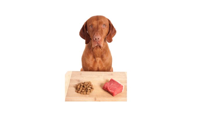 Should a dog eat only dry food or wet food