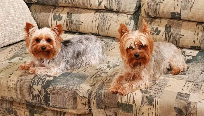 What Does a Yorkie Look Like