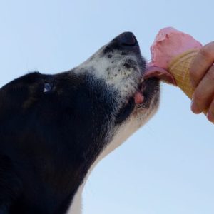 Can Dog Eat Ice Cream Cone?