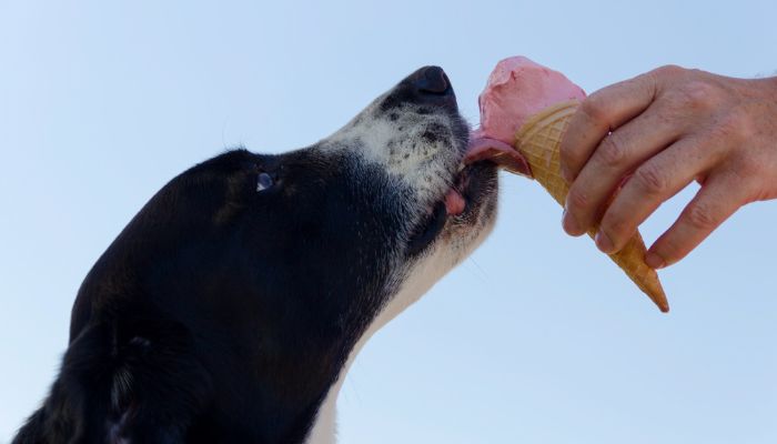 can dog eat ice cream cone