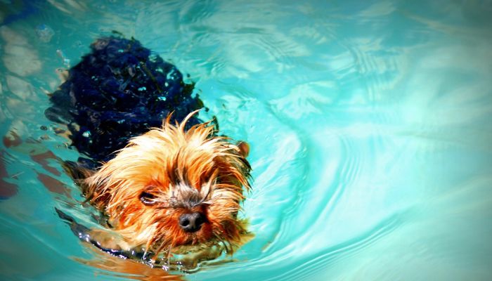 can yorkshire terriers swim