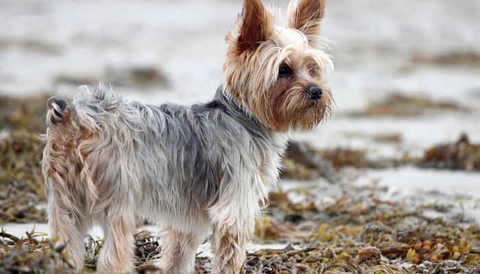 do yorkshire terriers have tails