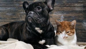 Are Bulldogs good with cats
