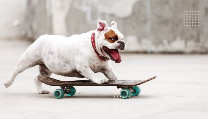 Bulldogs Skateboard