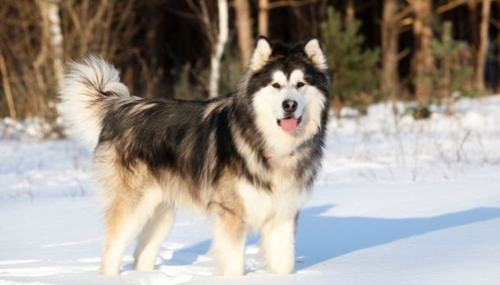 National Alaskan Malamute Day