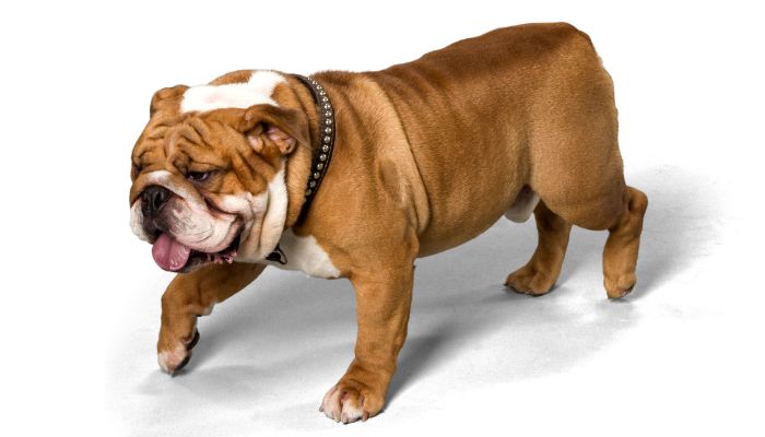 What are they called bulldogs