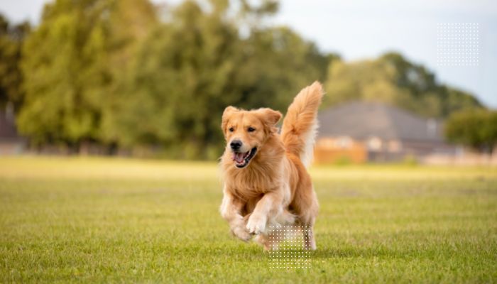 is golden retriever good for first time owners