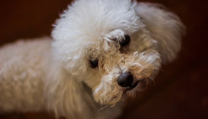 ungroomed poodle