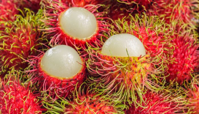 Dogs Eat Rambutan