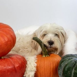 Is Pumpkin Good for Dogs With Bladder Stones? (Vet Answered)