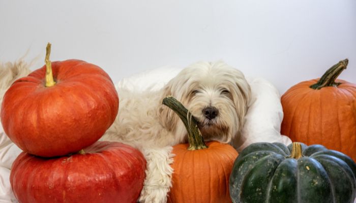 Is pumpkin good for dogs with bladder stones